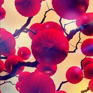 Meet your Posher, Lavonna